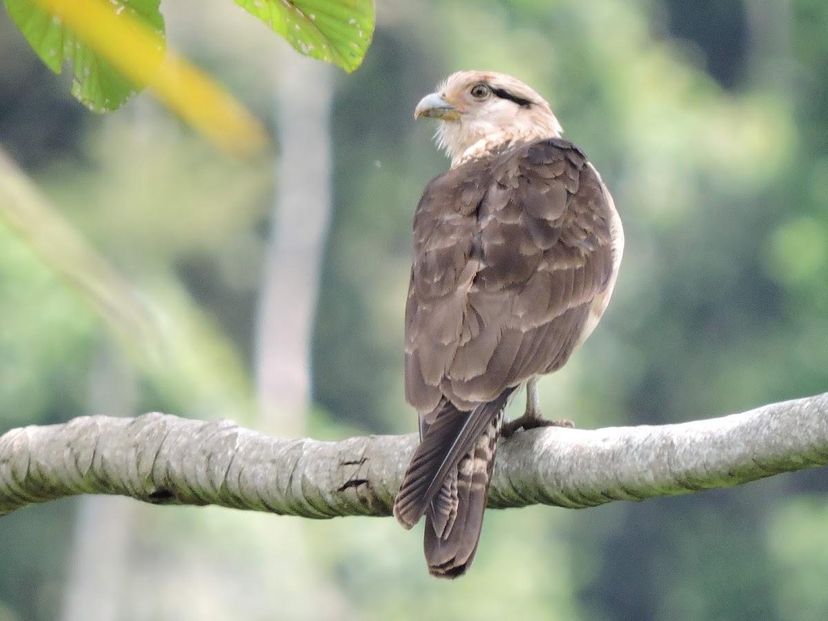 Sítio Grãos de Ouro