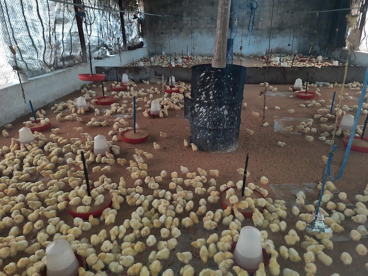 ಸಚಿನ್ ಚಿಕನ್ ಪಾರ್ಮ