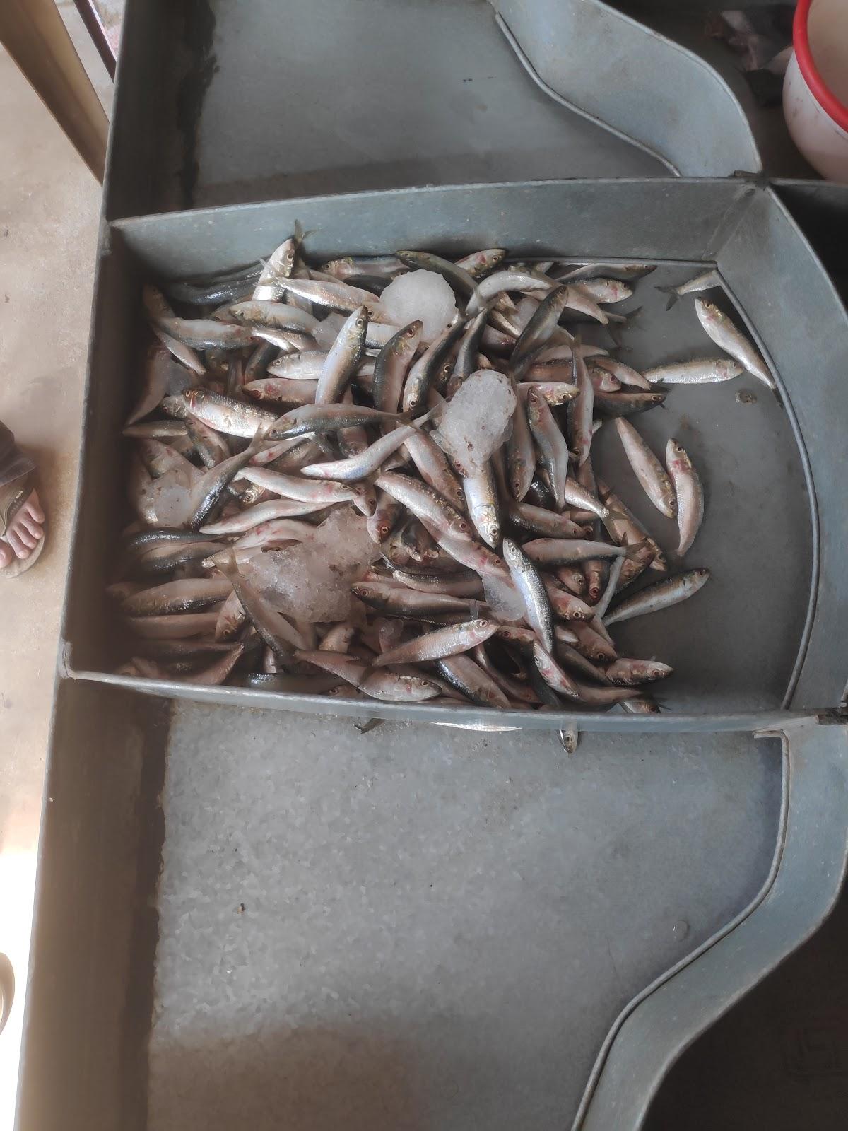 Karikulathil Fresh fish shop