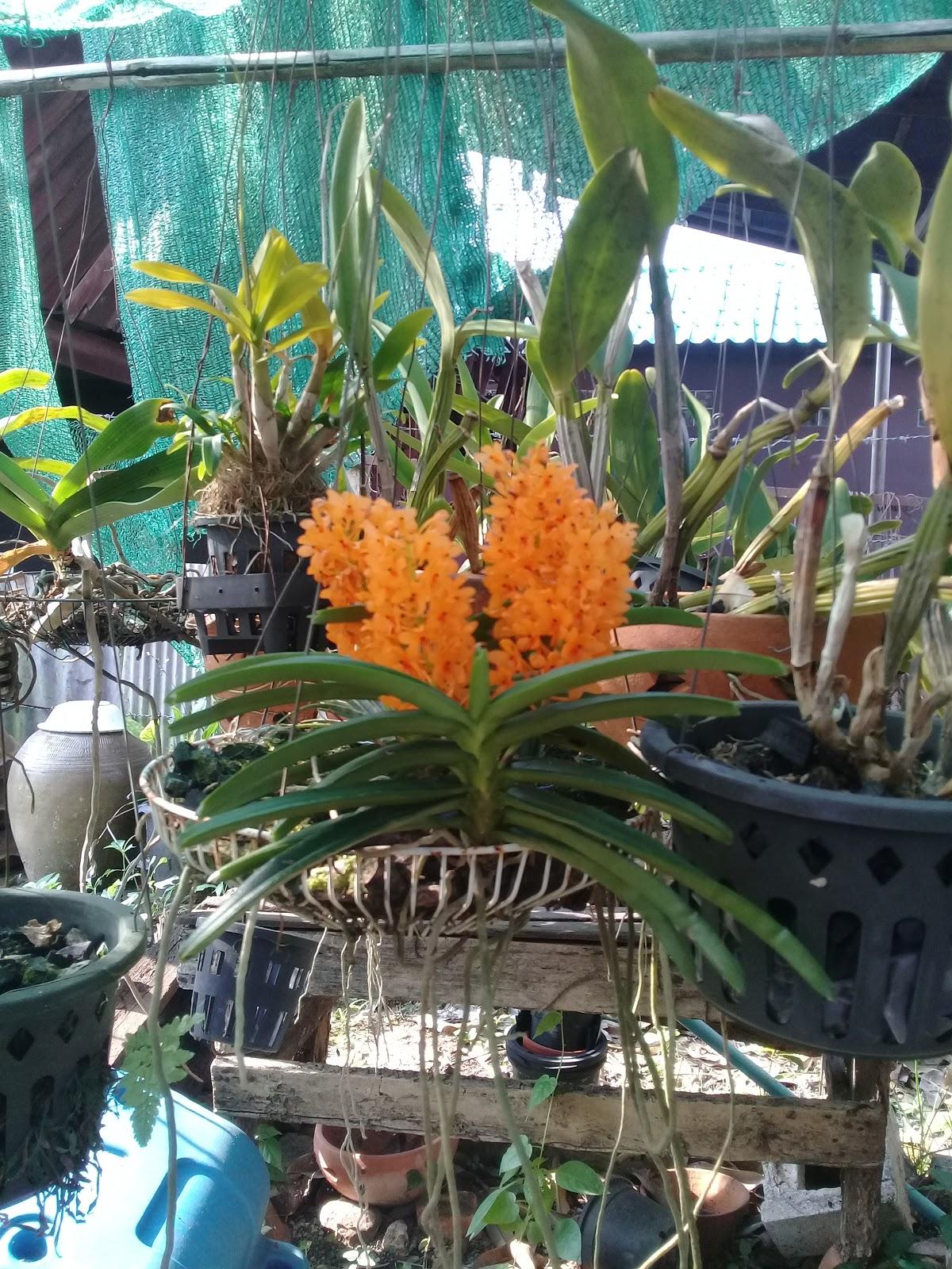 Ban Suan Yindee Restaurant