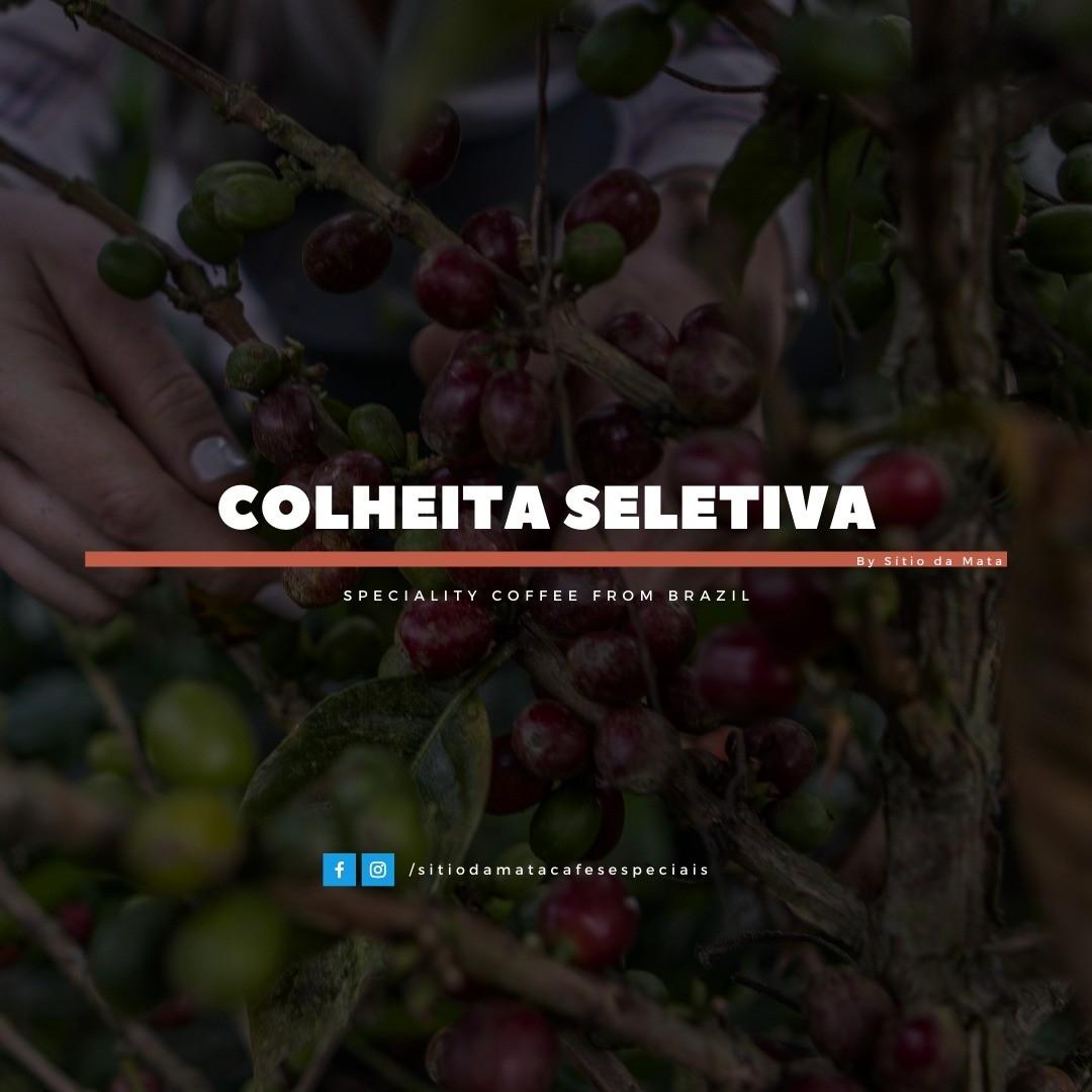 Pá de Café - Cafés Especiais