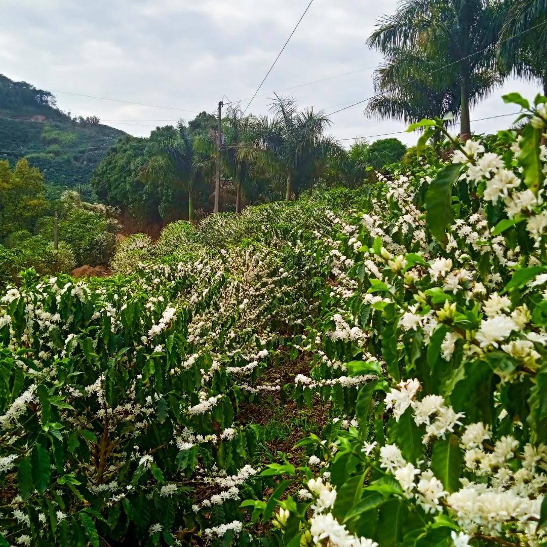 Sítio Imperial da Serra - Cafés Especiais