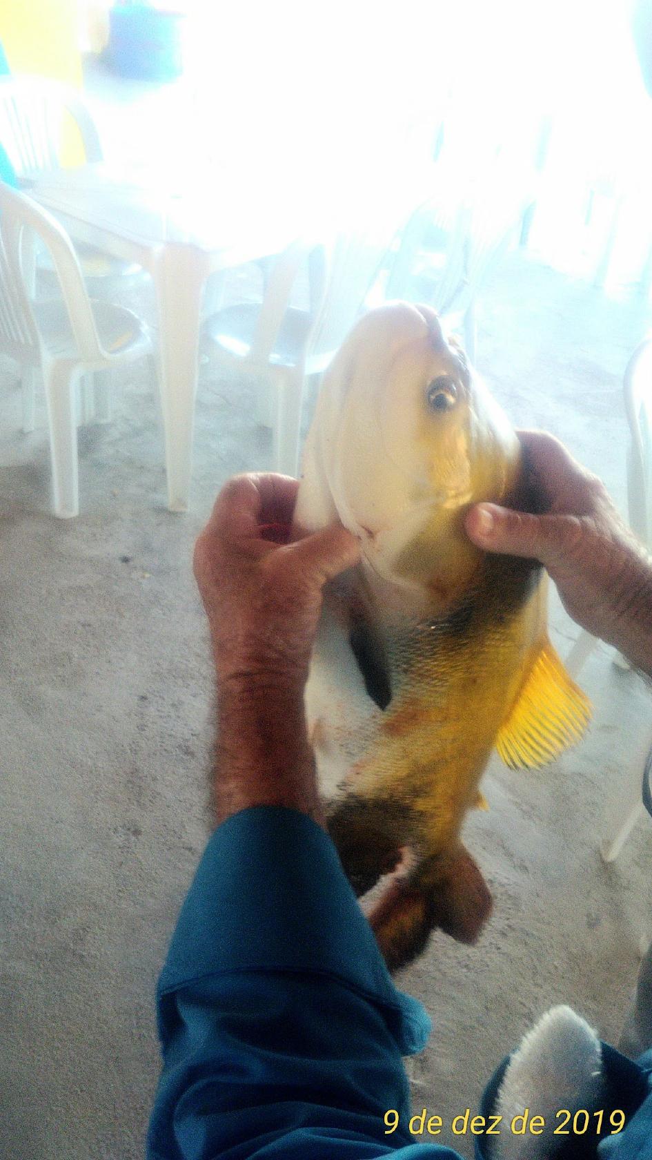 Restaurante pesque e pague beija flor