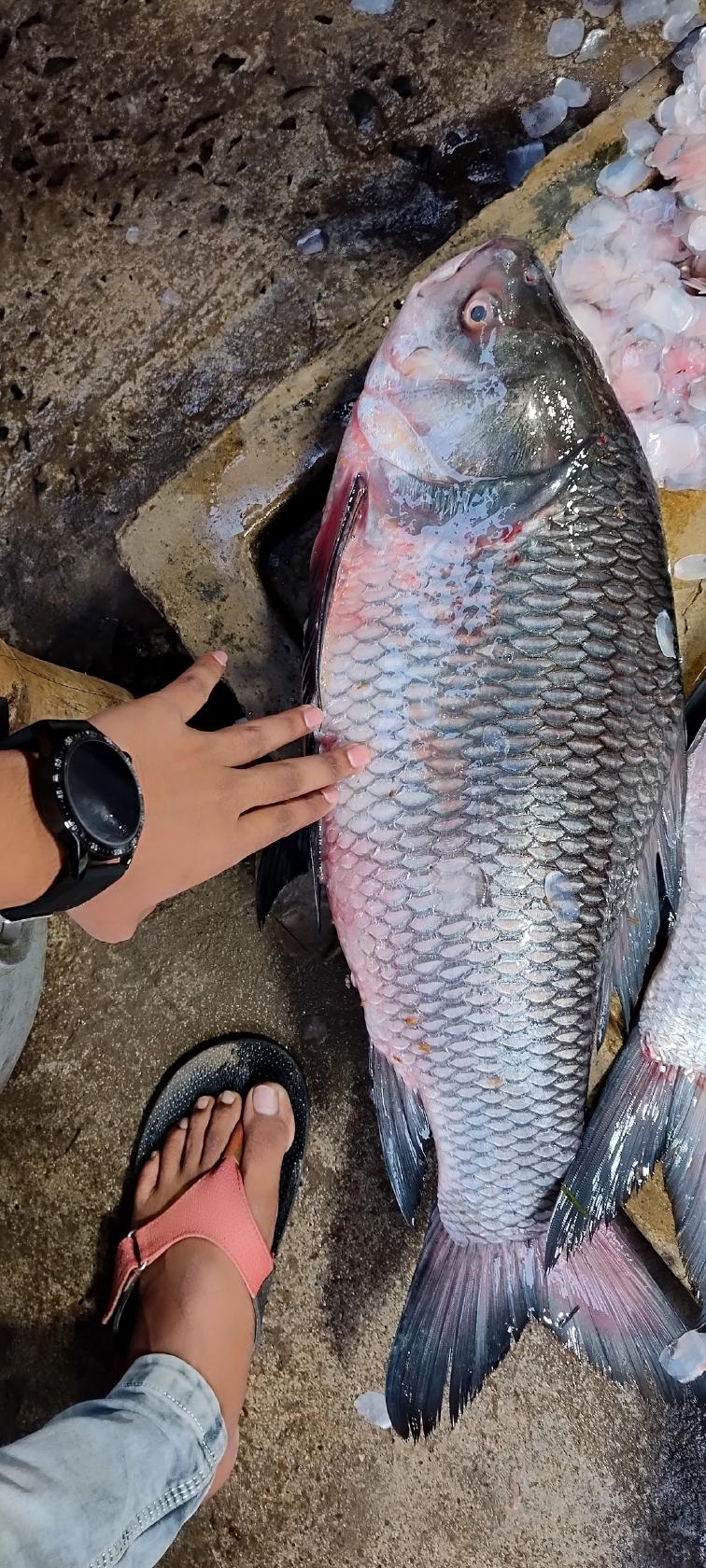 Duttopulia Fish Market