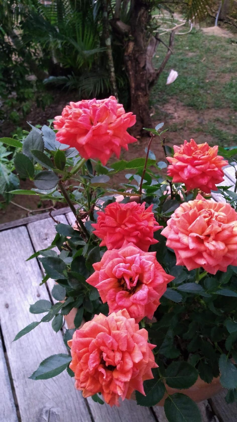 Restaurante Paraitinga