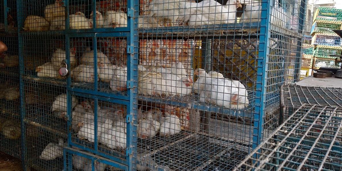 Sapthagiri Chicken Centre