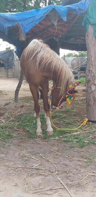 Cafe ZAM ZAM Restaurant