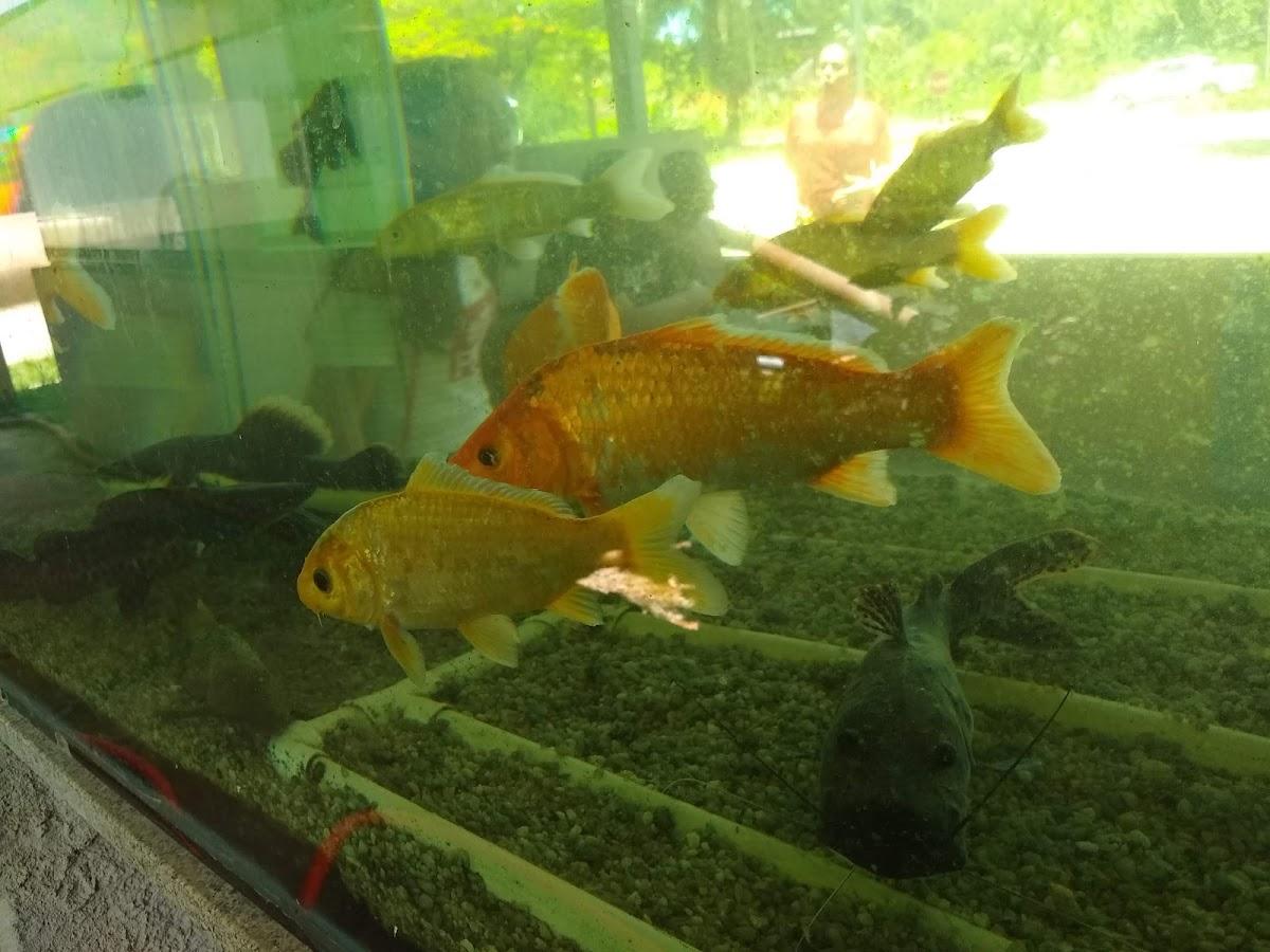 Piscicultura Nicolato