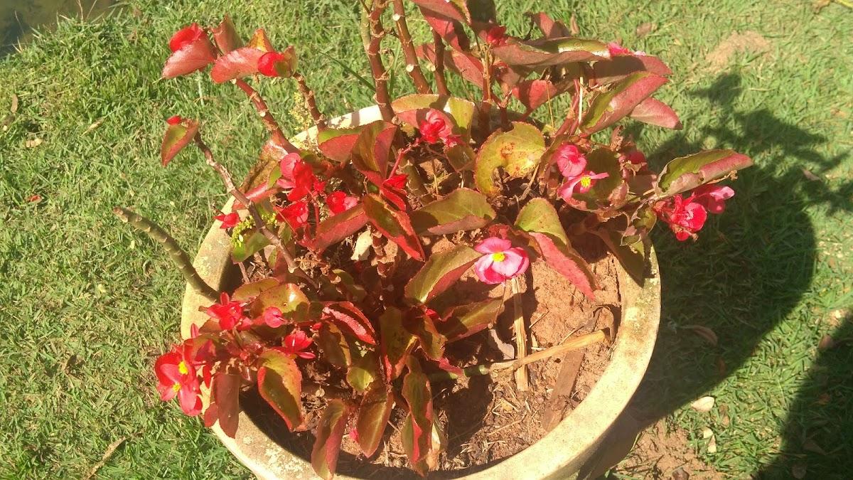 Pesqueiro Brejo Encantado