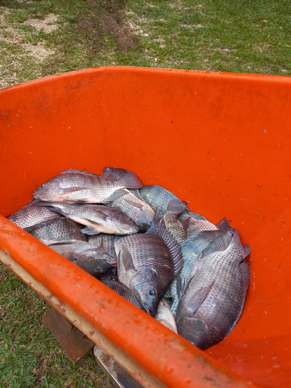 Pesque Pague Vovô Afonso e Porções