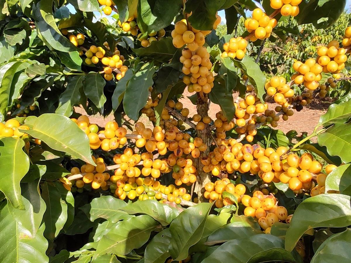 Minas Reserva Cafés Especiais