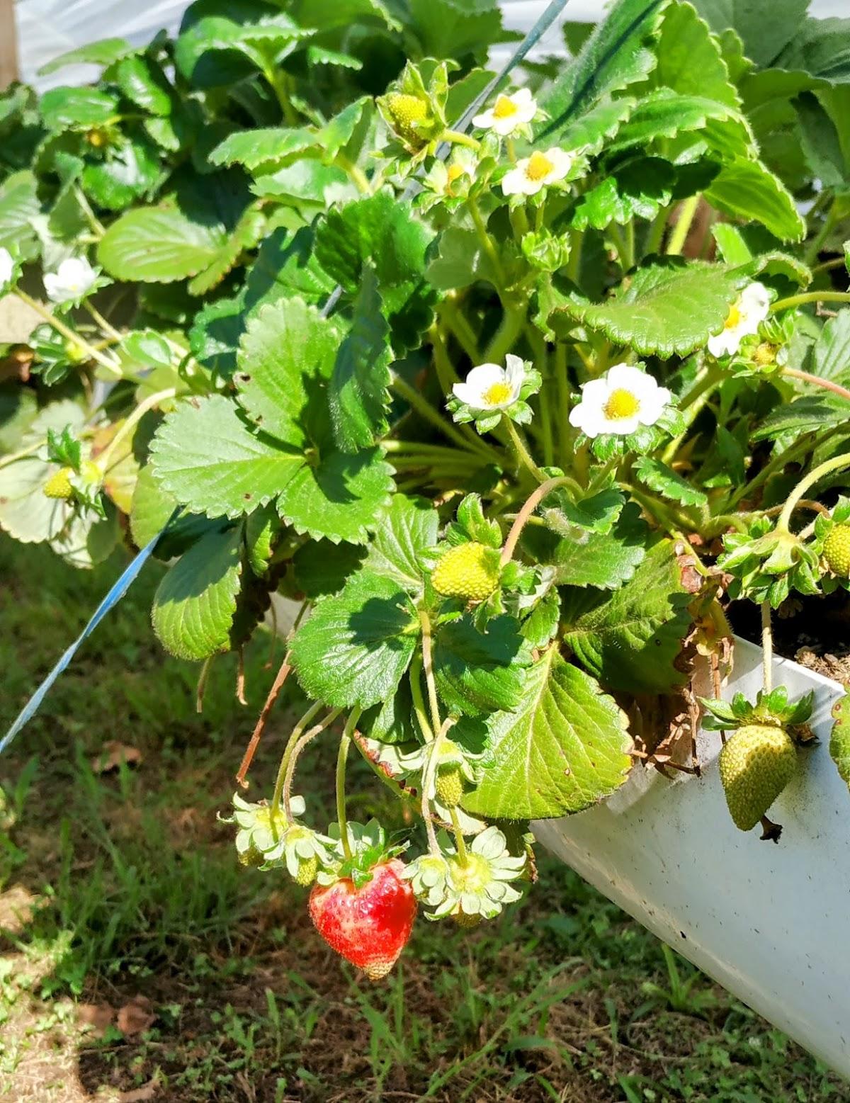 Casa França - Morangos França