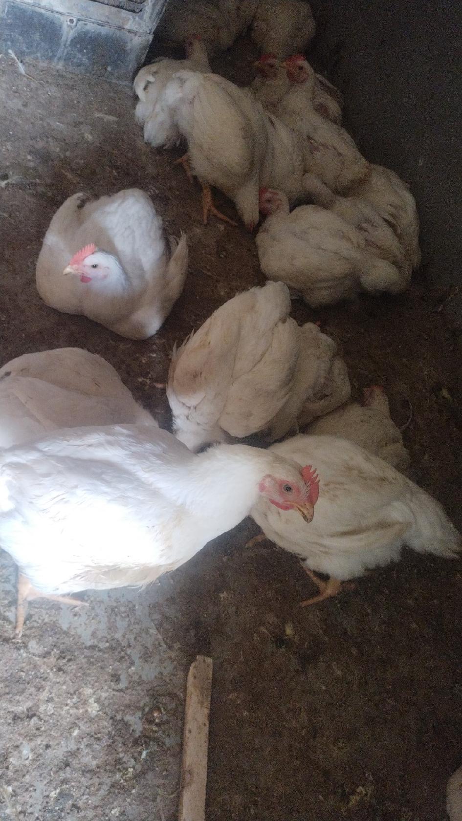 labbaik chiken center