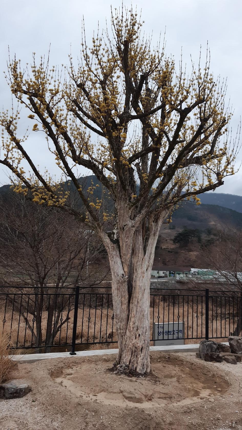 Jinjogyeong