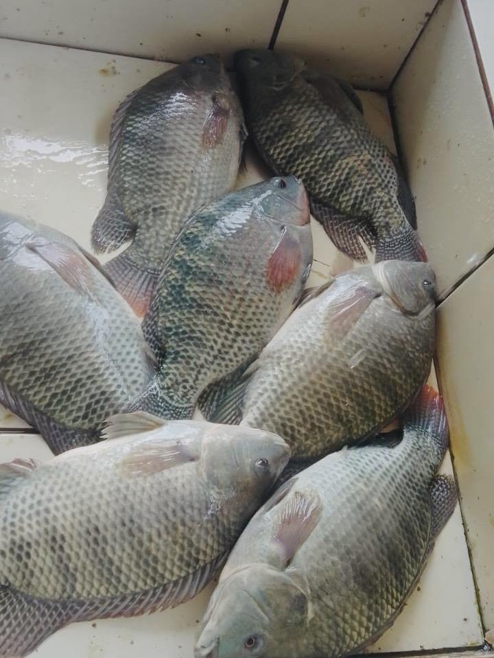 Pesqueiro Gruta dos Peixes