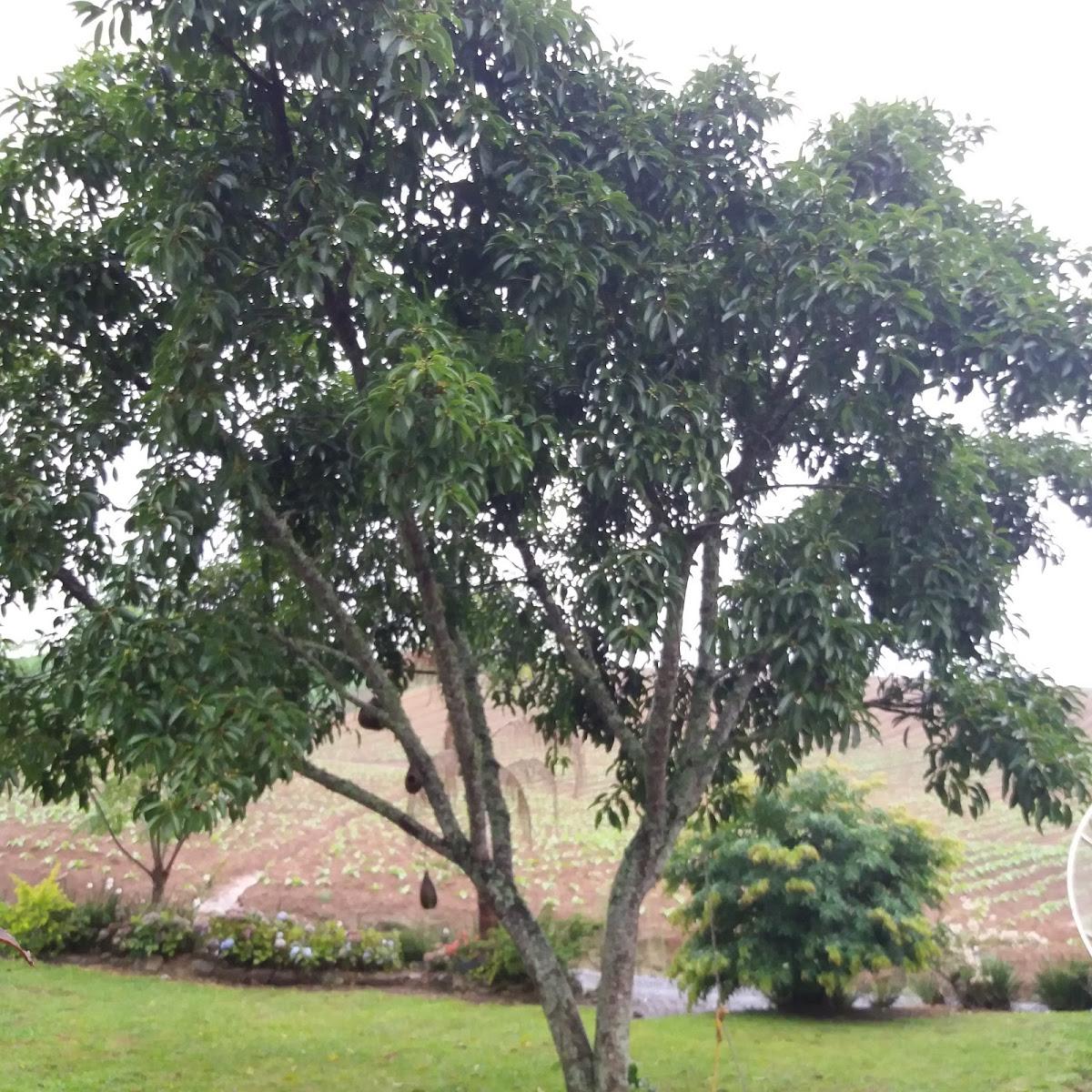 Pesque e Pague do Alcione