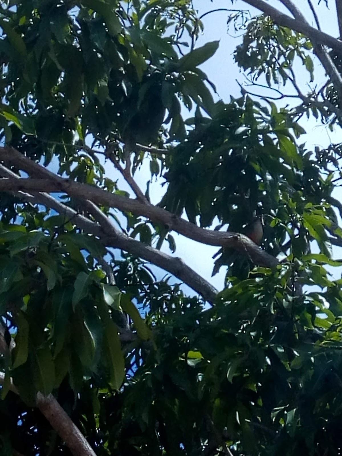 ESPETINHO DO CLEBER (Binha)