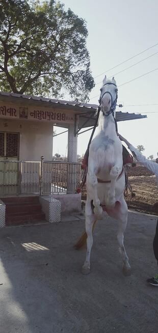 ગીતા ખમણ હાઉસ