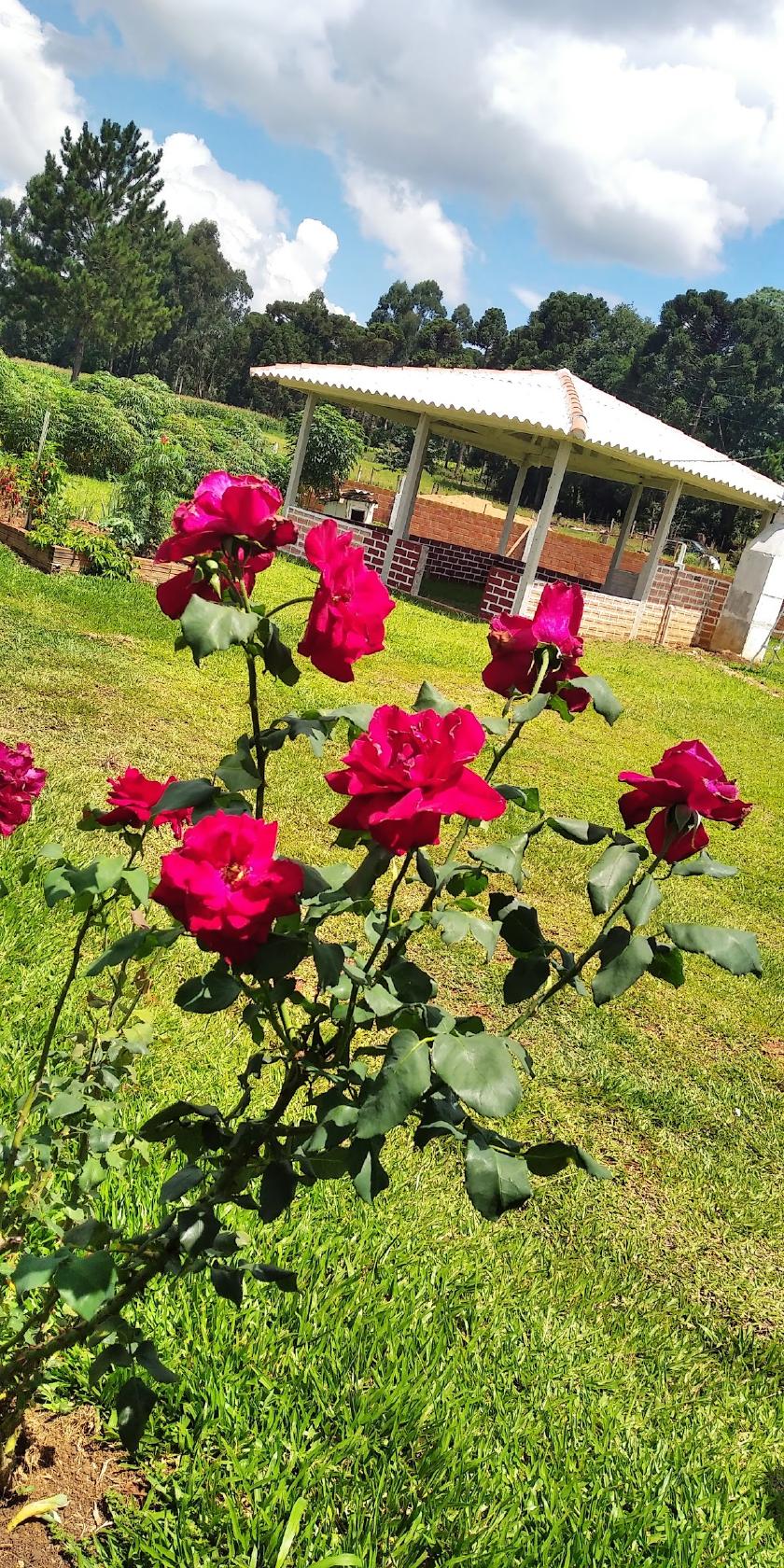 Pesque Pague São João