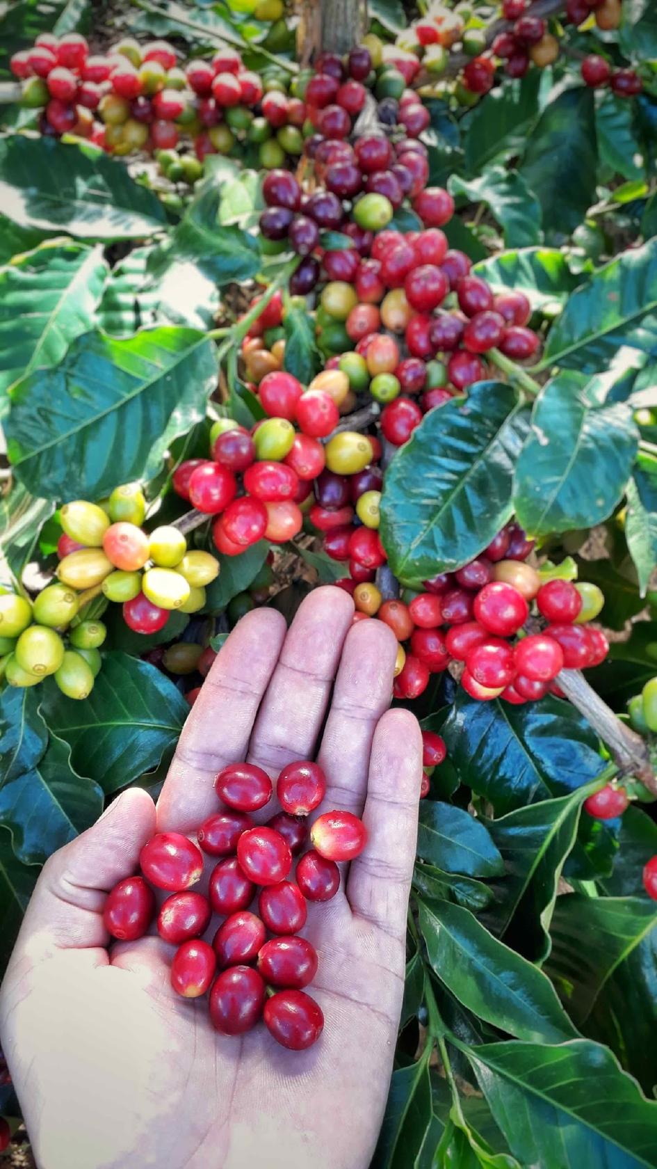 Café do Programador