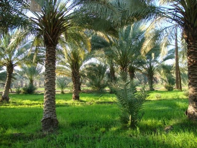 مطعم الشوكة الذهبية