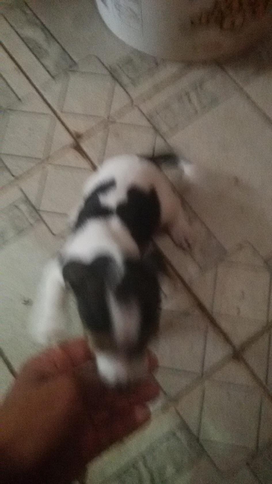 Churrascaria Tonho De Dete