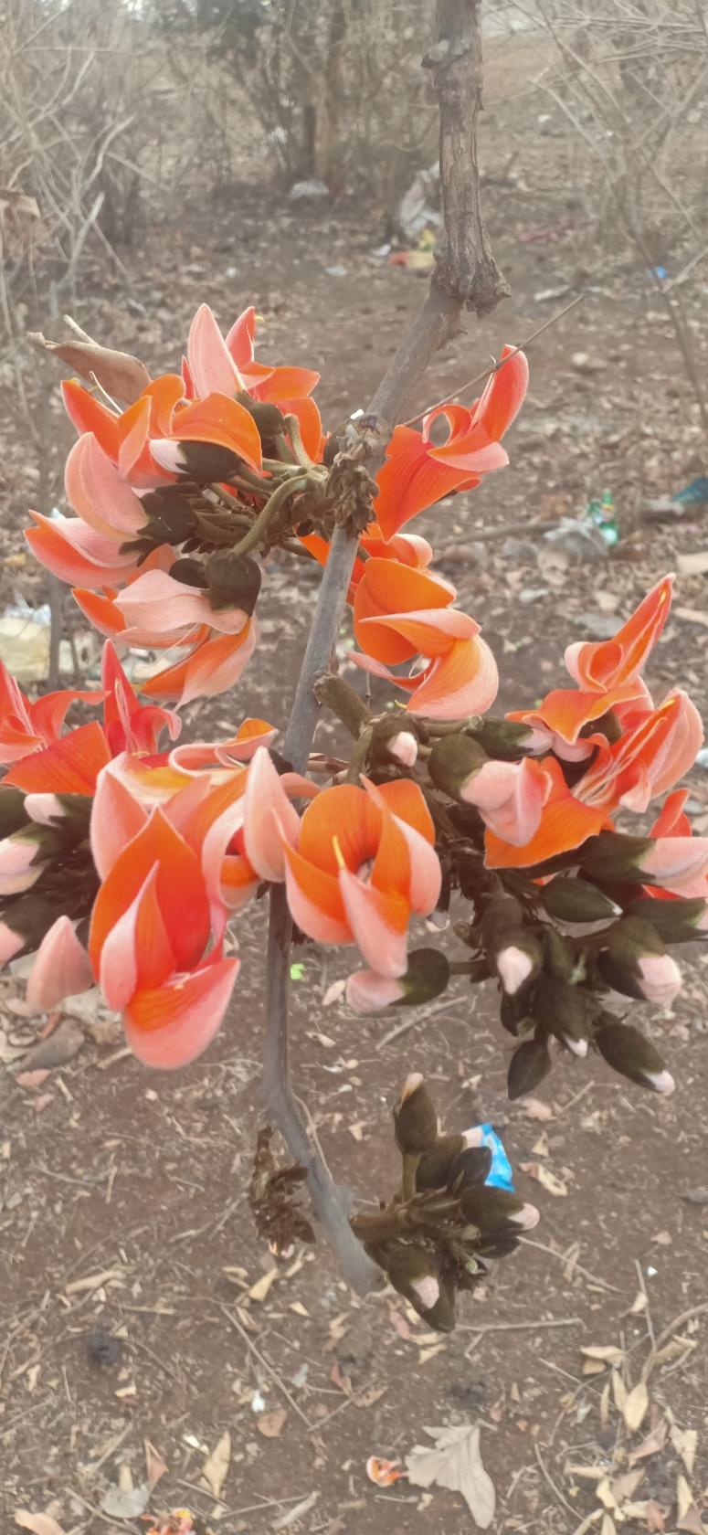 Mewat haryana Rajasthan hotel