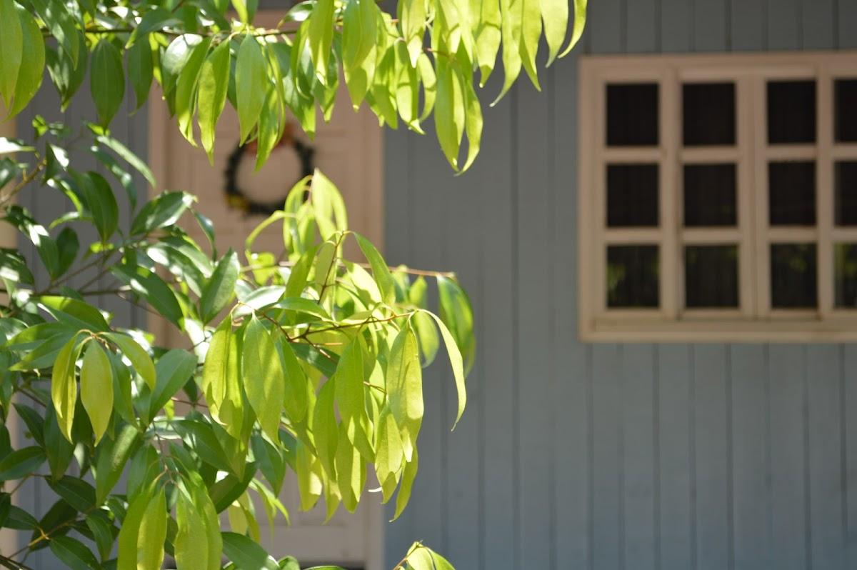 Pesque e Pague Pasquali