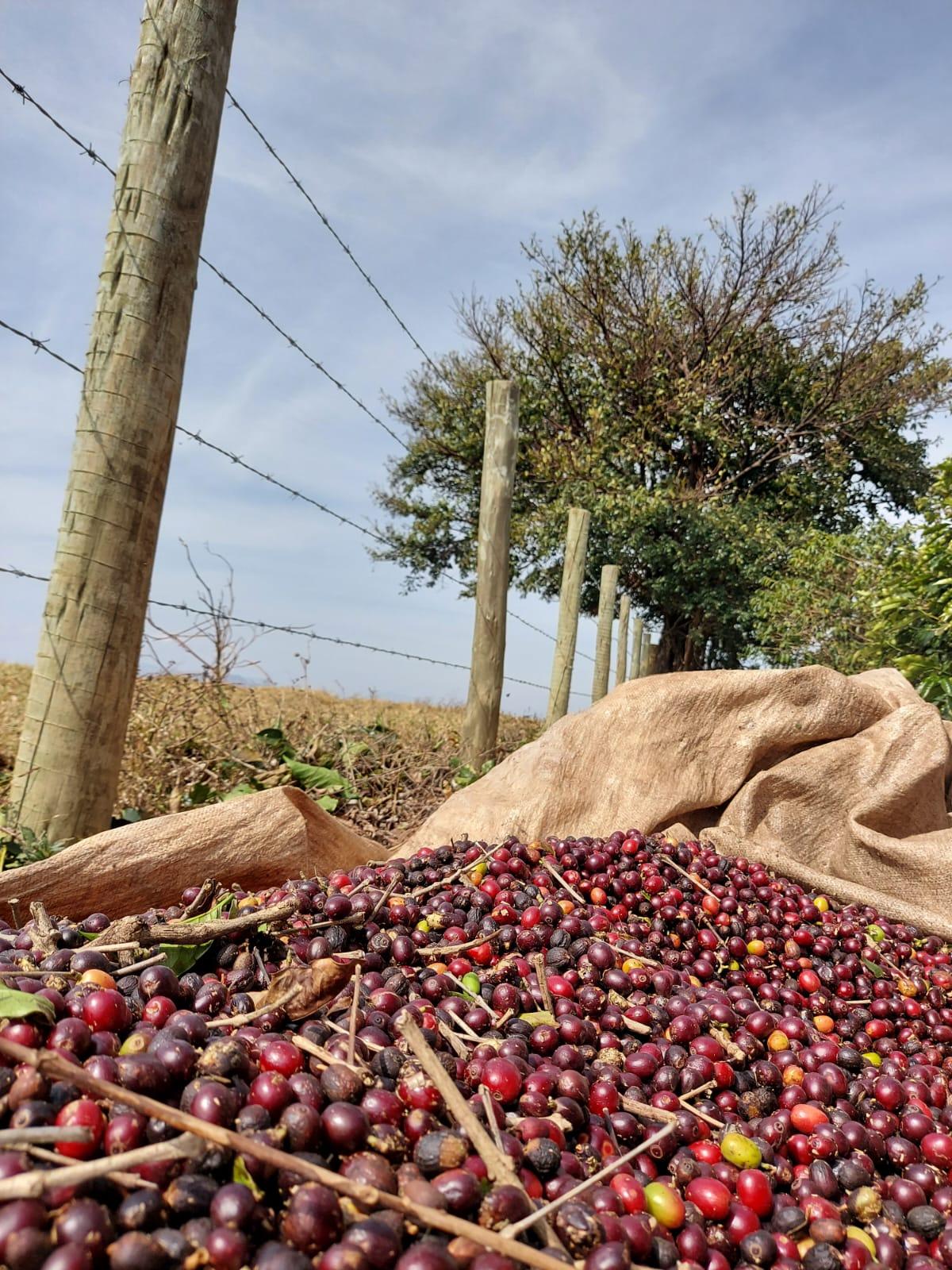 Sitio da Amizade - Cafés Especiais