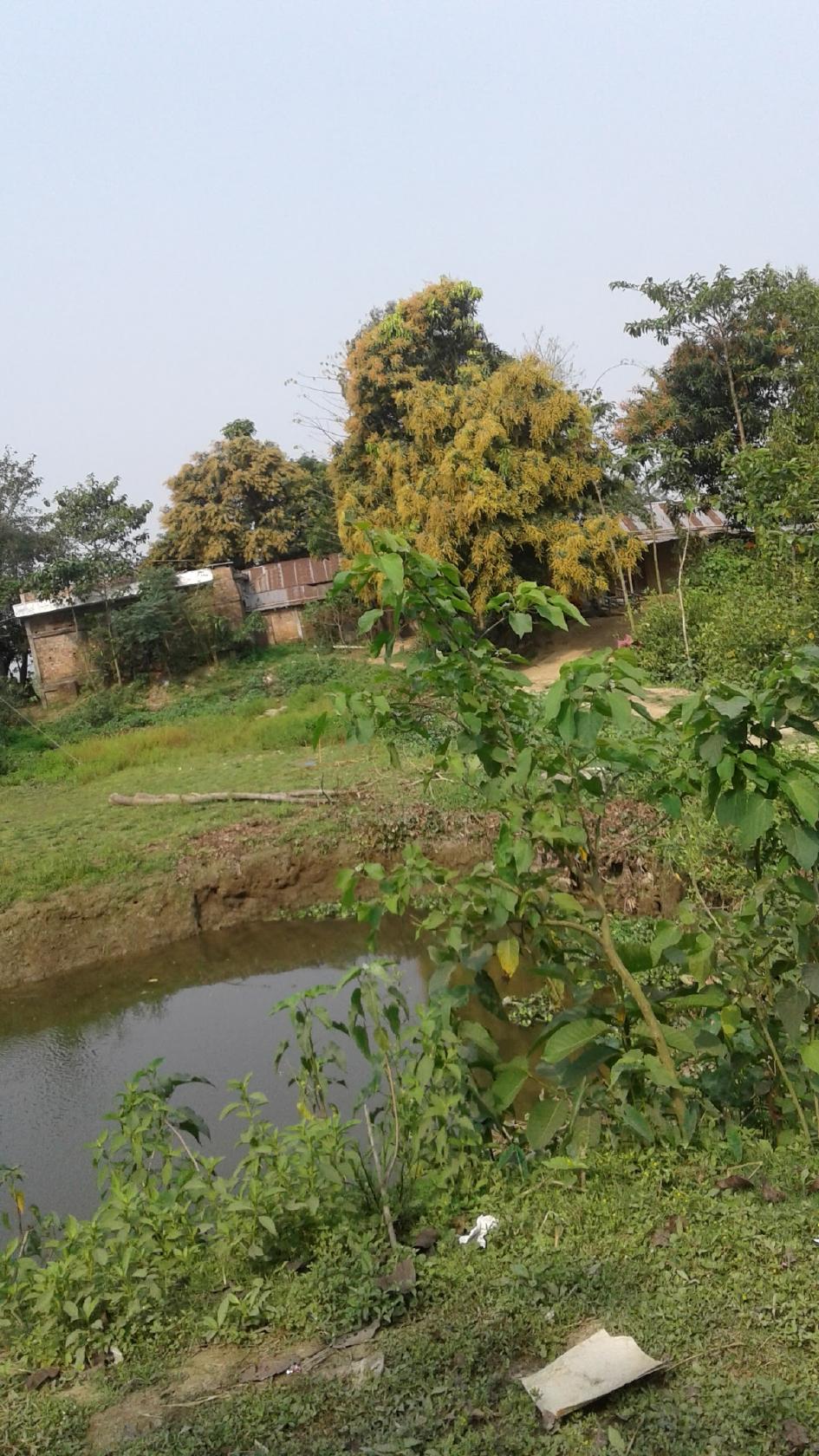 Rosmela