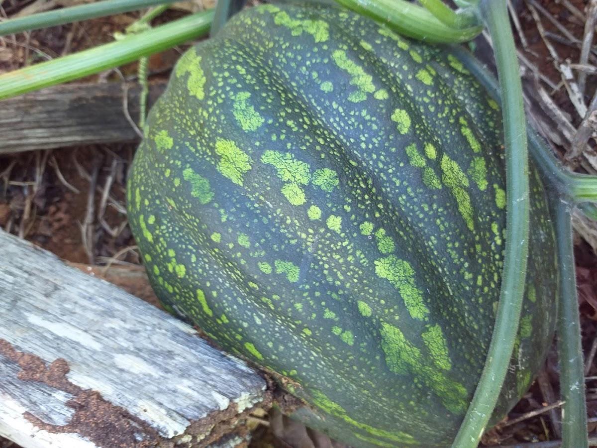 Novelli Armazen de café