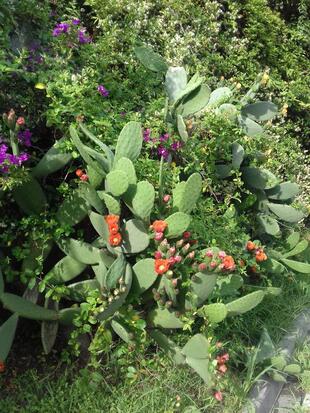 Panificio Castellaro Srl