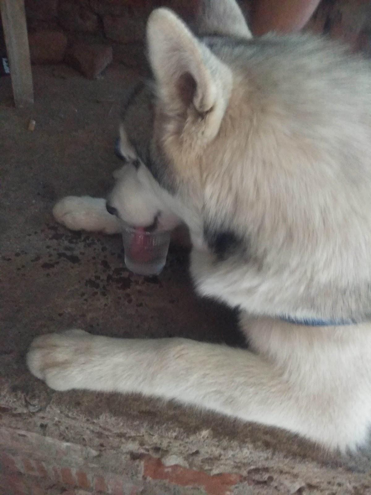 Renuka Bar and Restaurant