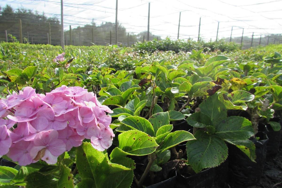 Fazenda e Pesqueiro Santa Regina