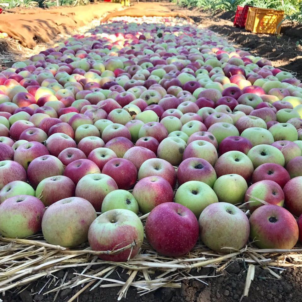 Ristorante Tenuta Nannina Terra E Cucina Naturale