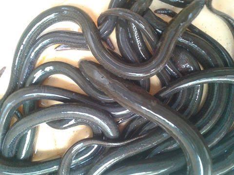 Isca Viva Peixe Guaíra SP