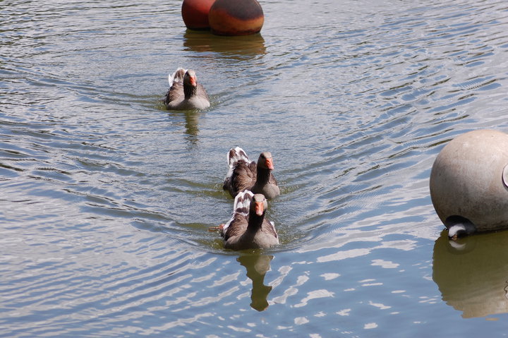 Restaurantlelac - Valreas Valréas