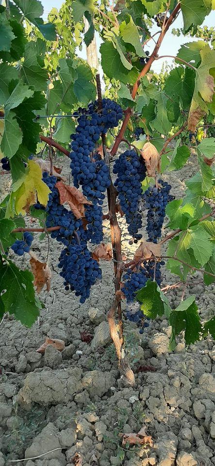ristorante il cigliere del rustico