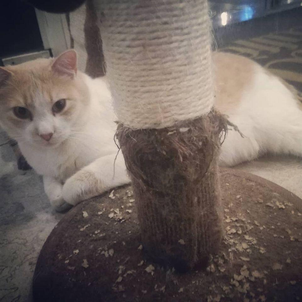 MiaGola Caffè - il primo bar/bistrot con i gatti in Italia, a Torino. Turin