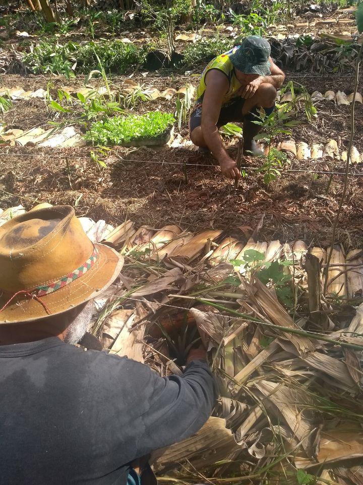 Ecovila Pau-Brasil - Magias da Terra Restaurante - Alimentação Planetária Vegana