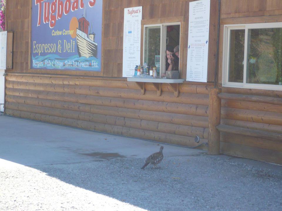 Tugboats Curlew WA