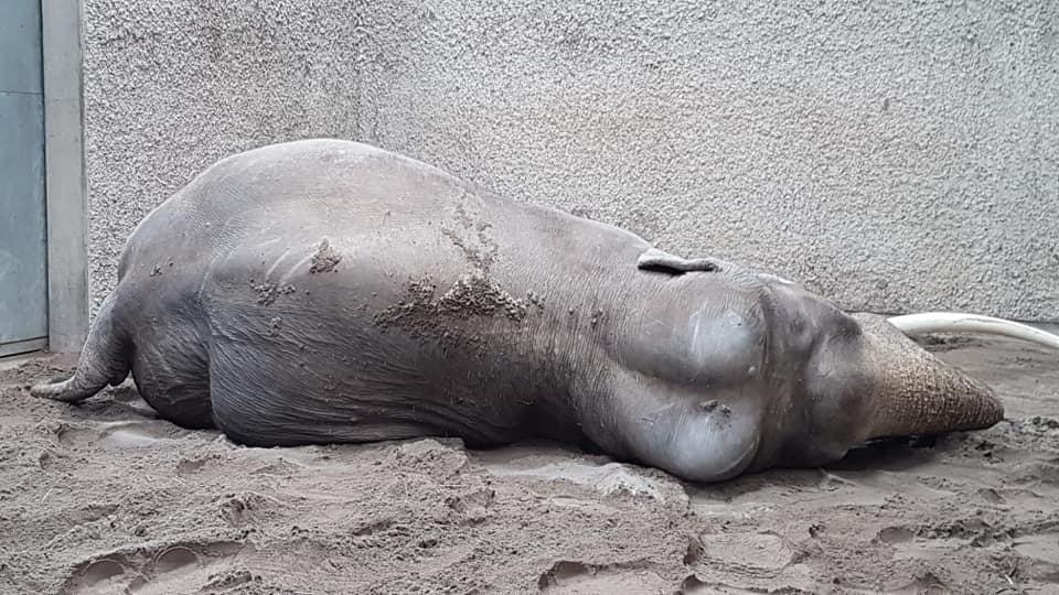 Knies Kinderzoo Restaurant