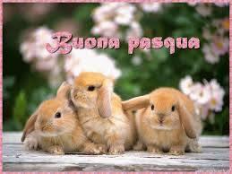 quari Restaurant Pizza