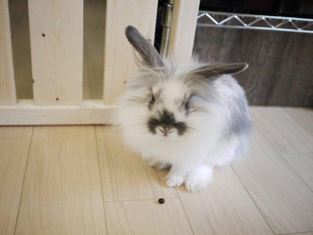 Ra.a.g.f（ラフ）うさぎと遊べる専門店