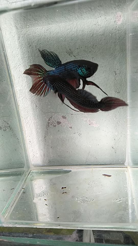 អាសង្ហា