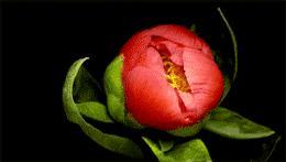 Ristorante Yi sushi Cermenate