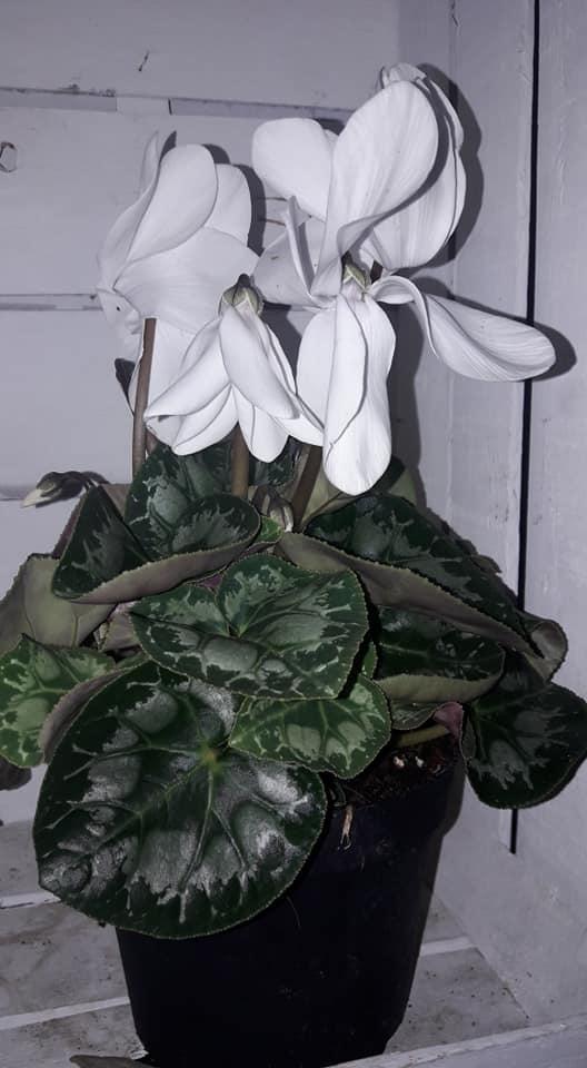 Caffetteria Arlecchino