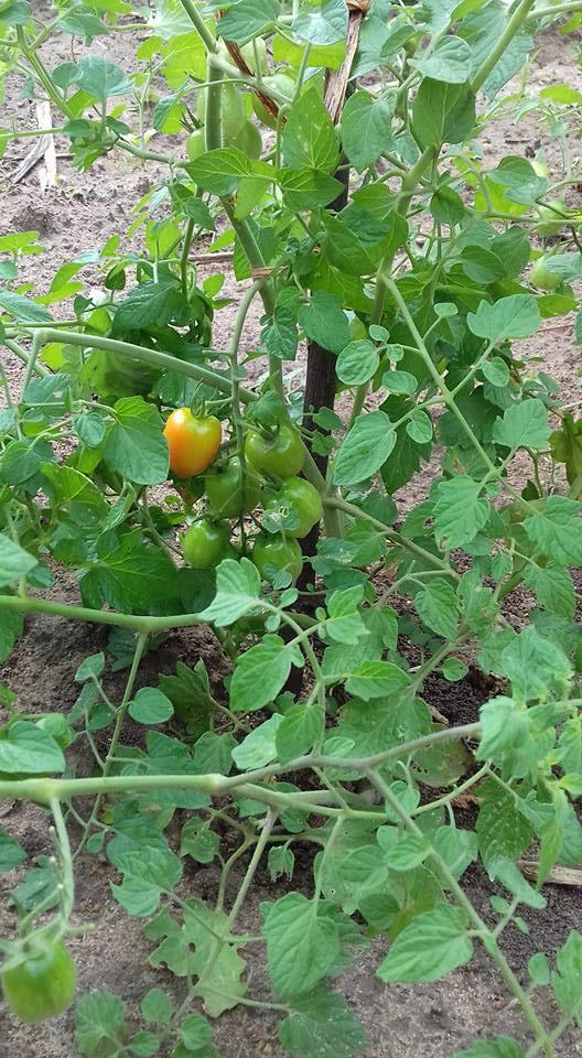 Restaurante Rural Tia Nice