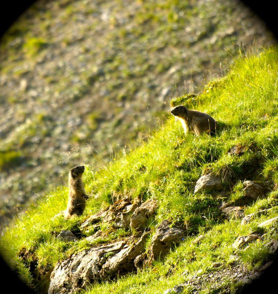 Alpengasthof Gamperdona