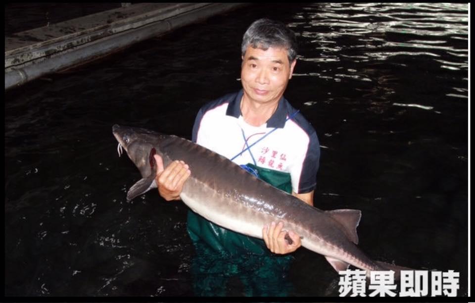 沙里仙鱘龍魚餐廳 Changhua